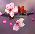 Blossom Psychiatry