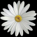 Daisy Roman